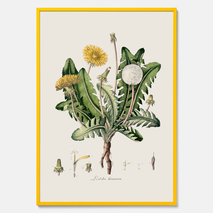 Maskros poster  – Botanisk poster, vintage, skolposter