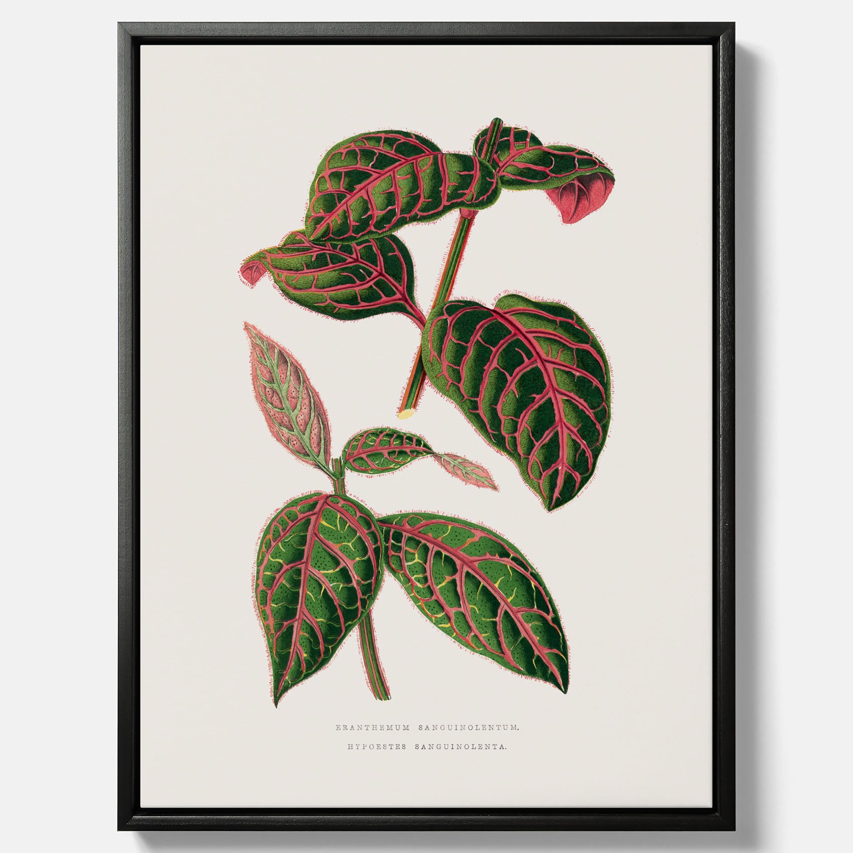 En vintageposter med en illustration av Eranthemum på canvas