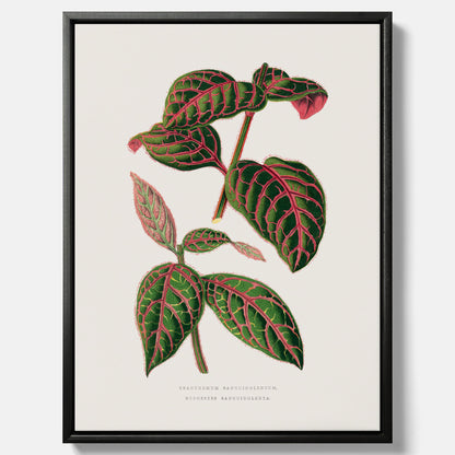 En vintageposter med en illustration av Eranthemum på canvas