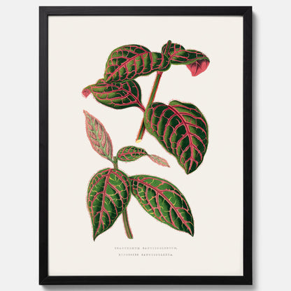 En vintageposter med en illustration av Eranthemum
