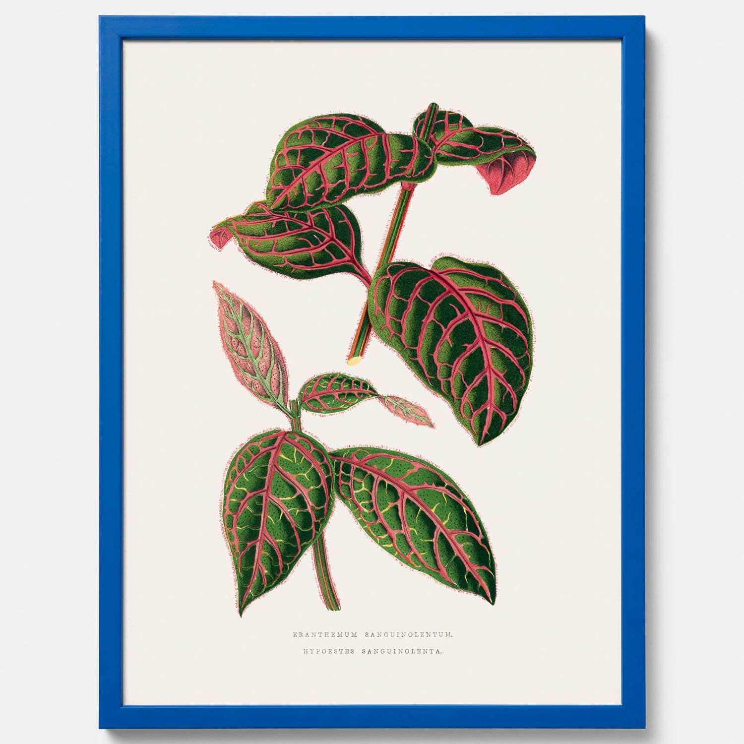 En vintageposter med en illustration av Eranthemum