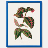 En vintageposter med en illustration av Eranthemum