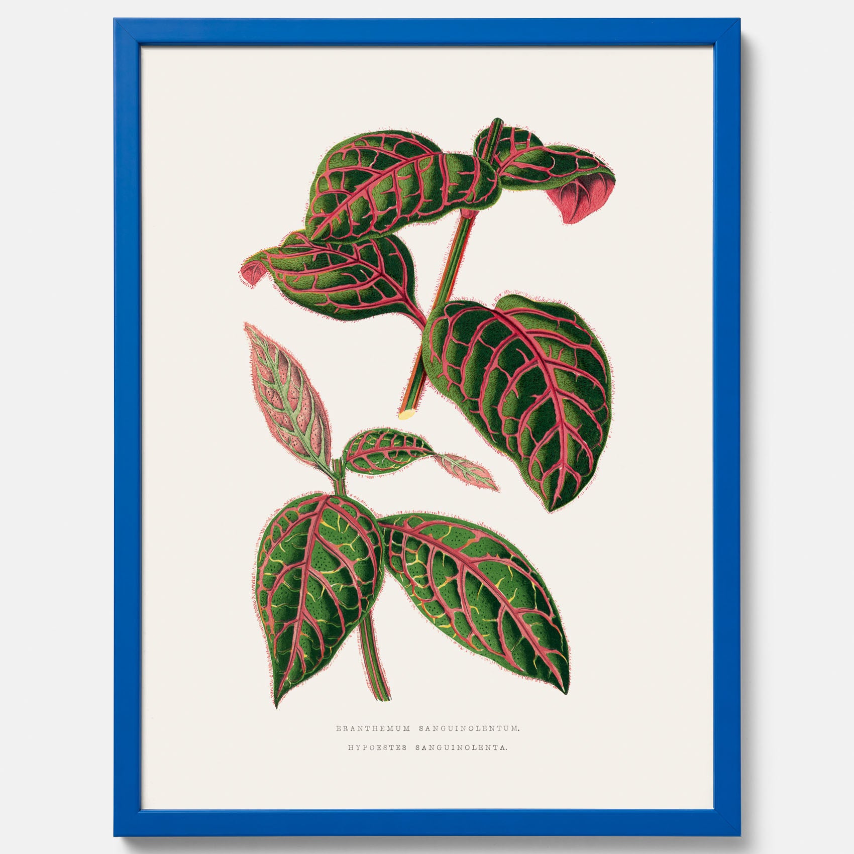 En vintageposter med en illustration av Eranthemum