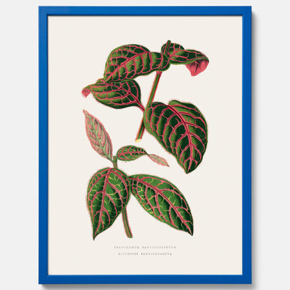 En vintageposter med en illustration av Eranthemum