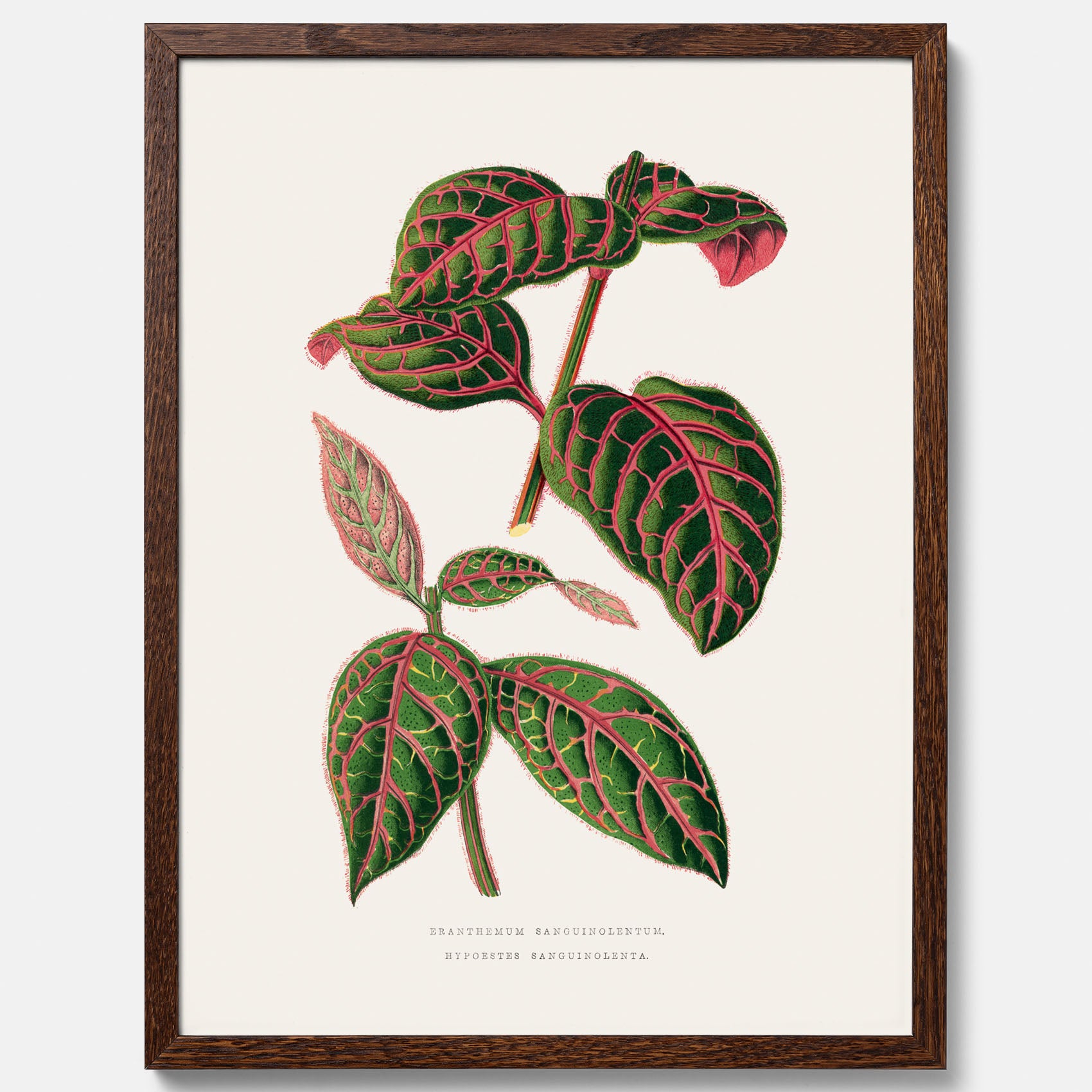 En vintageposter med en illustration av Eranthemum