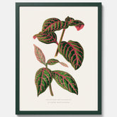 En vintageposter med en illustration av Eranthemum