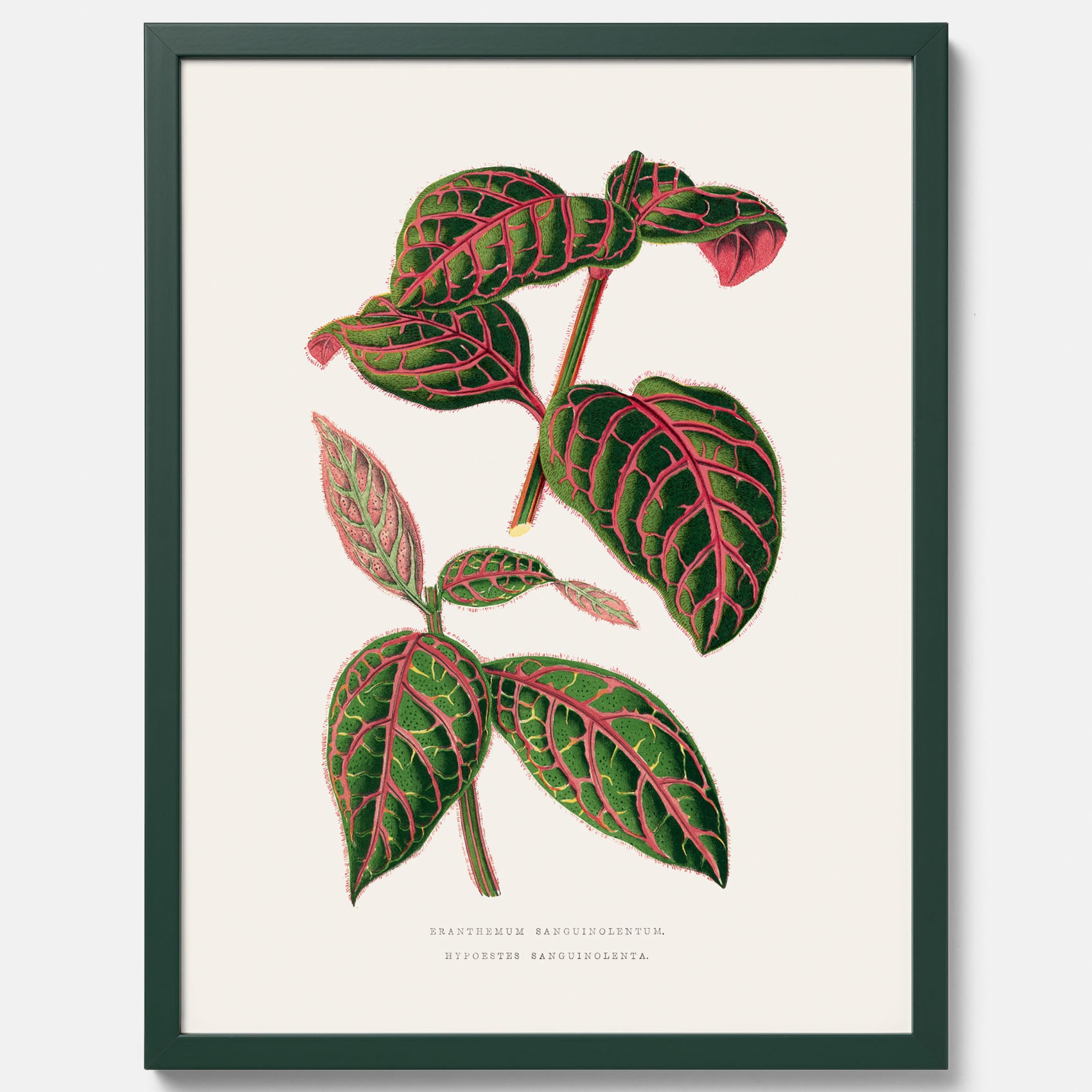 En vintageposter med en illustration av Eranthemum