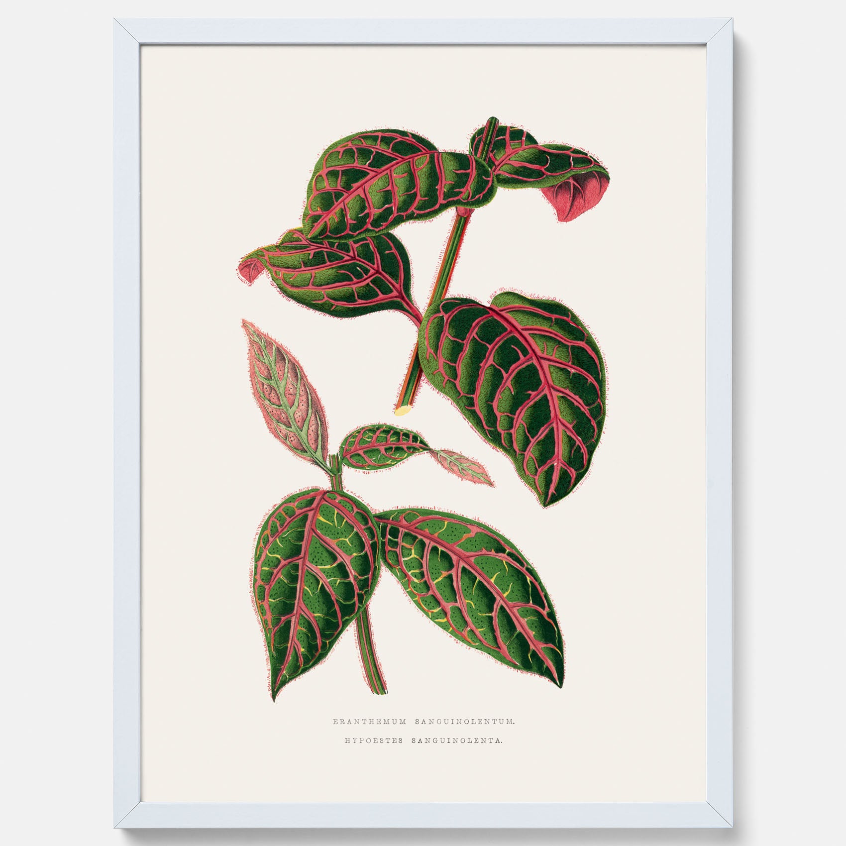 En vintageposter med en illustration av Eranthemum