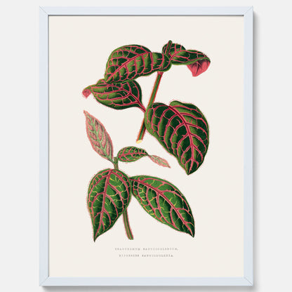 En vintageposter med en illustration av Eranthemum