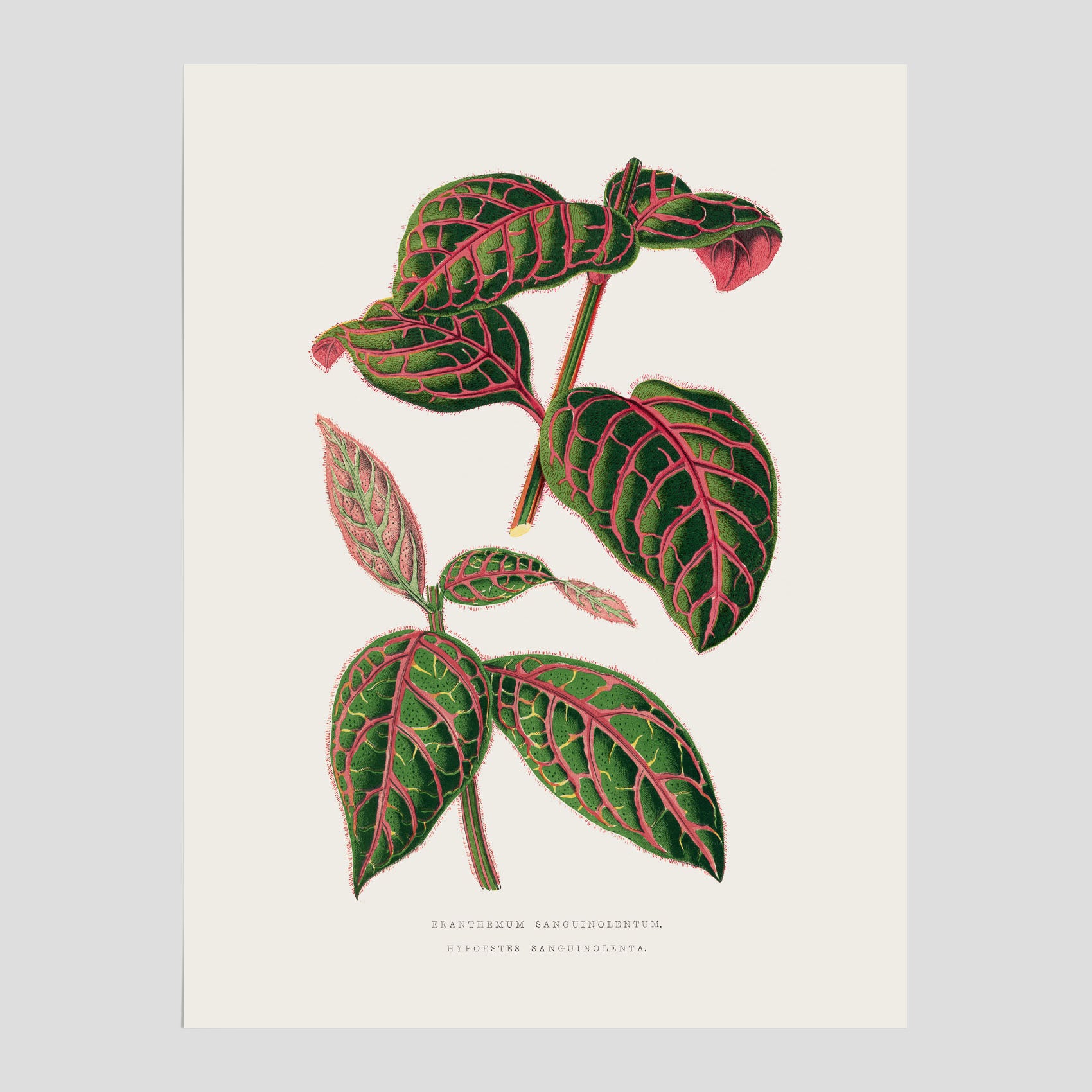 En vintageposter med en illustration av Eranthemum