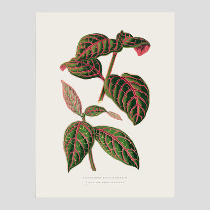 En vintageposter med en illustration av Eranthemum