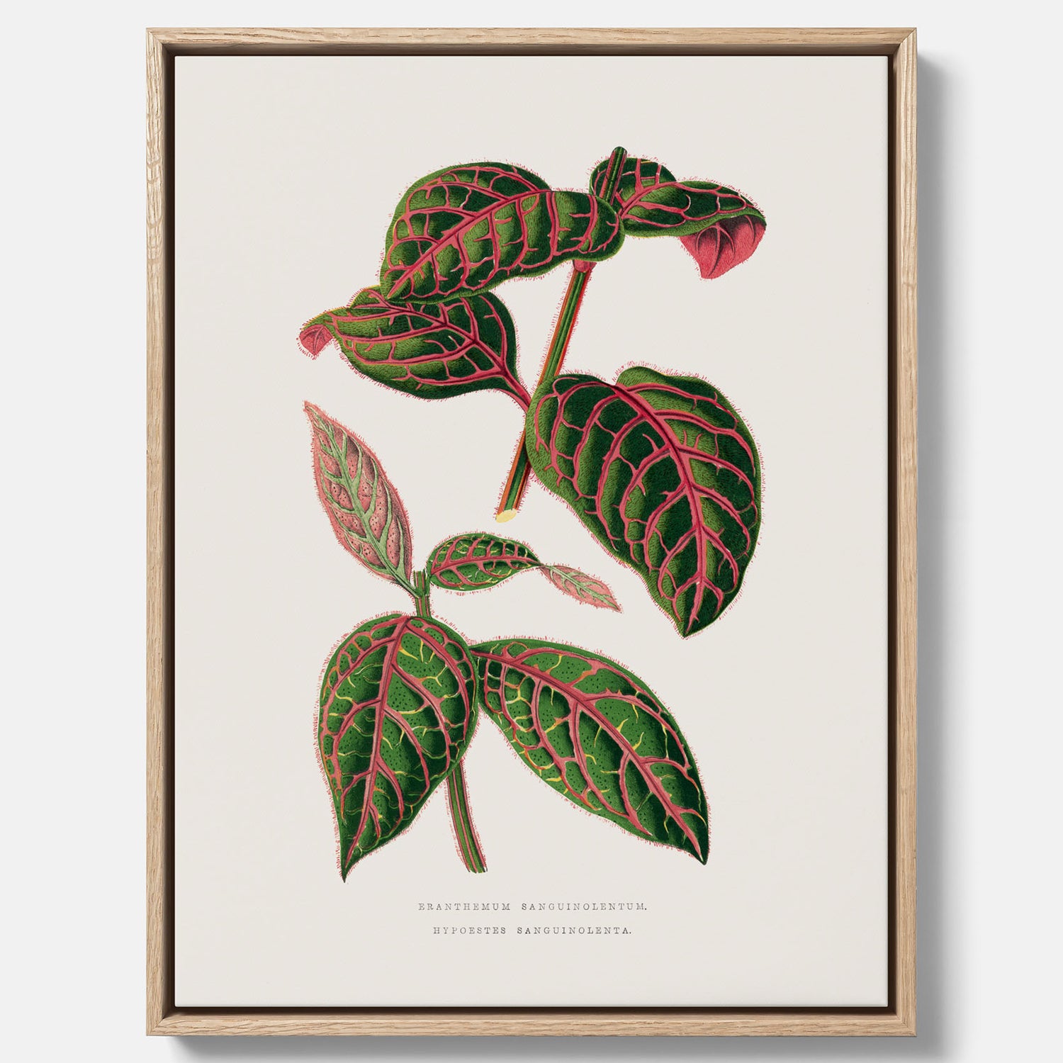 En vintageposter med en illustration av Eranthemum på canvas