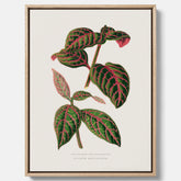 En vintageposter med en illustration av Eranthemum på canvas