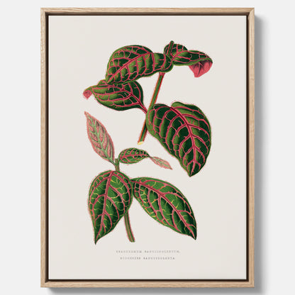 En vintageposter med en illustration av Eranthemum på canvas