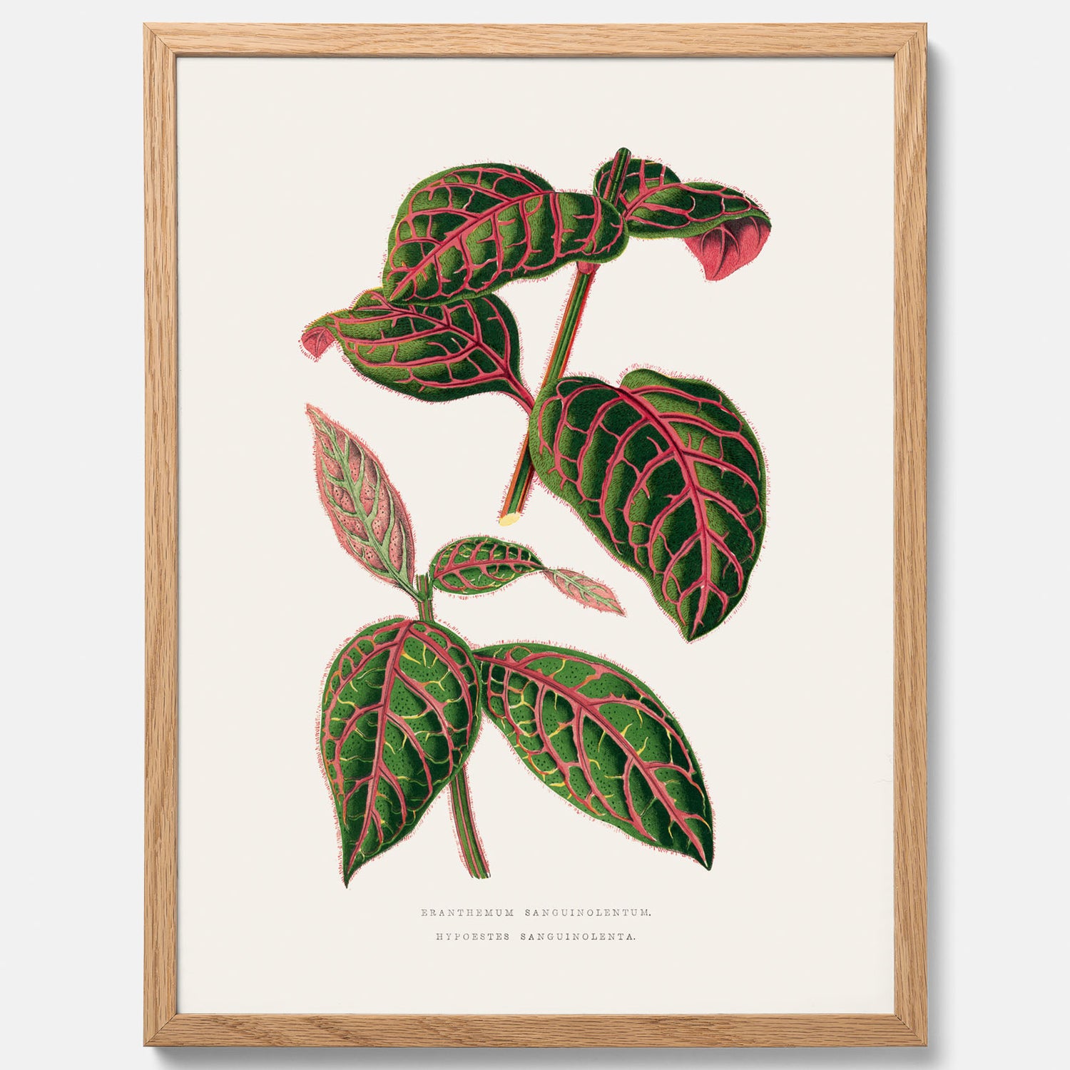 En vintageposter med en illustration av Eranthemum