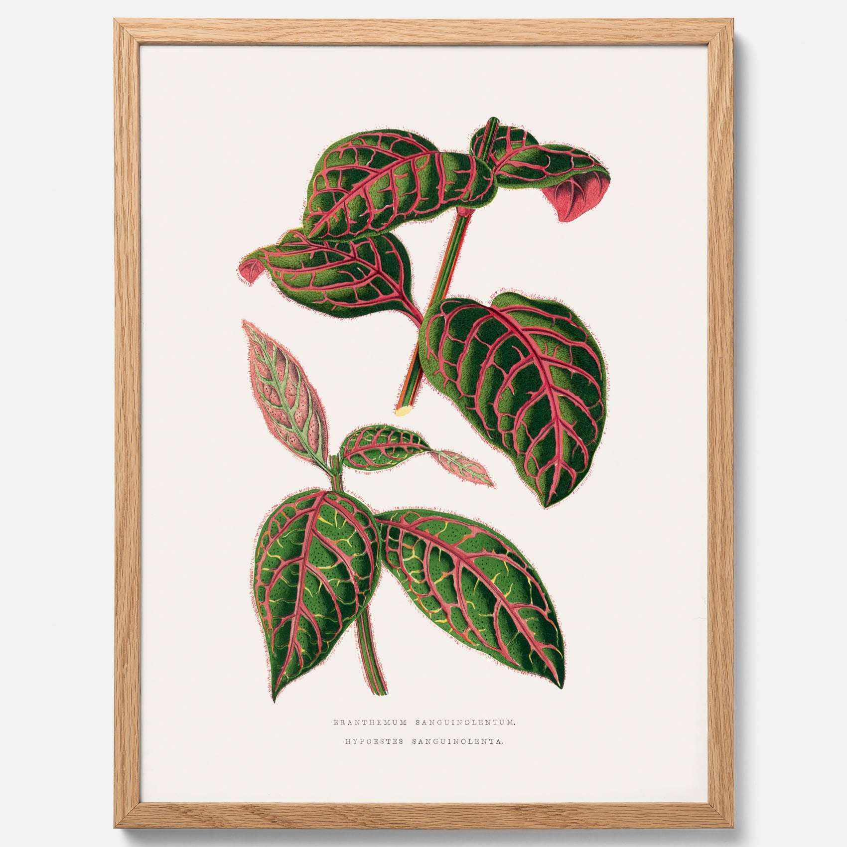 En vintageposter med en illustration av Eranthemum