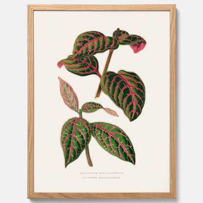En vintageposter med en illustration av Eranthemum