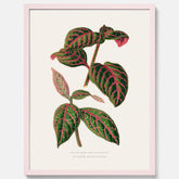 En vintageposter med en illustration av Eranthemum