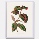 En vintageposter med en illustration av Eranthemum