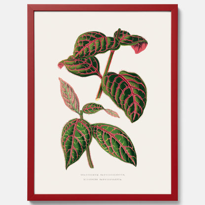 En vintageposter med en illustration av Eranthemum