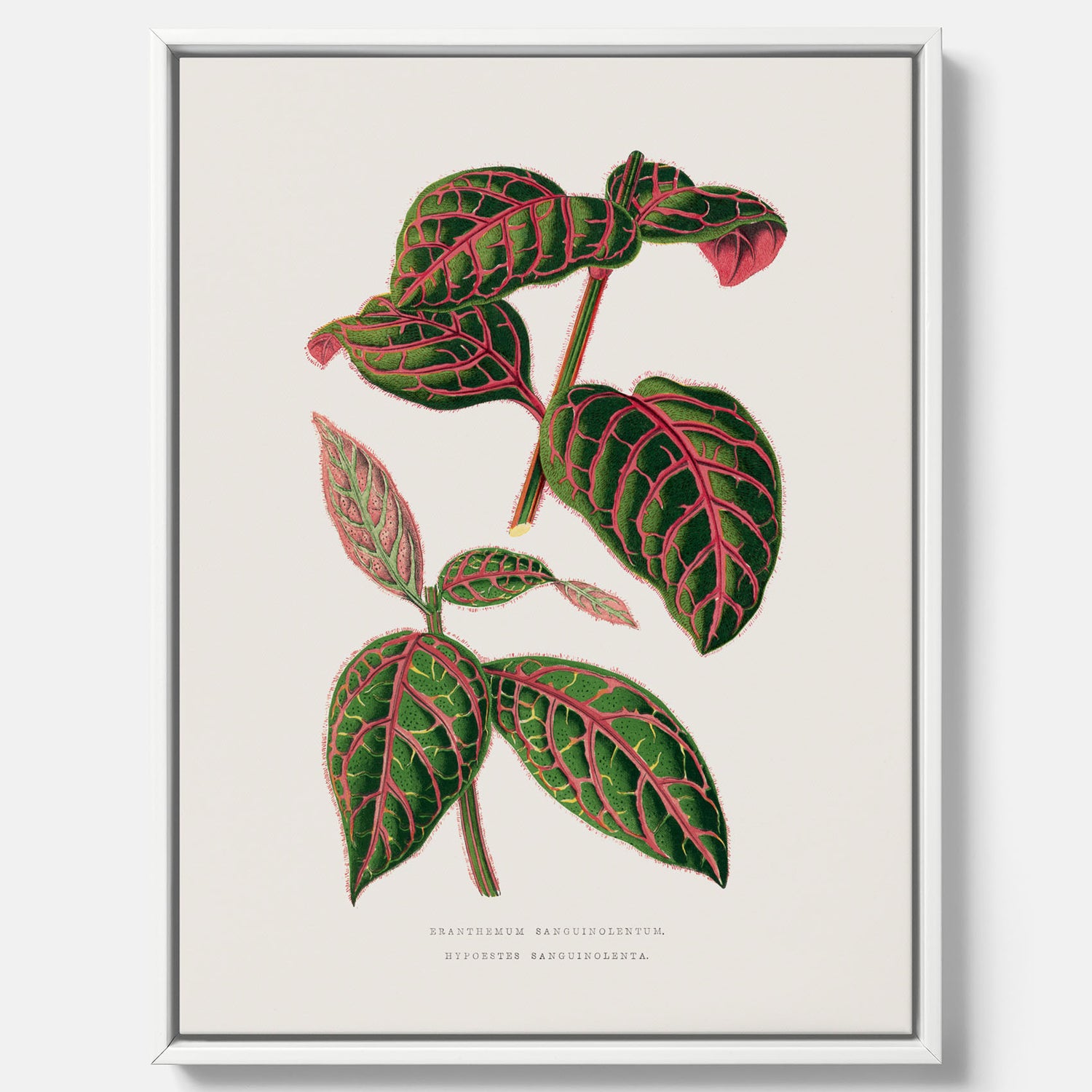 En vintageposter med en illustration av Eranthemum på canvas
