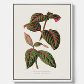 En vintageposter med en illustration av Eranthemum på canvas