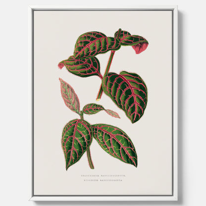 En vintageposter med en illustration av Eranthemum på canvas