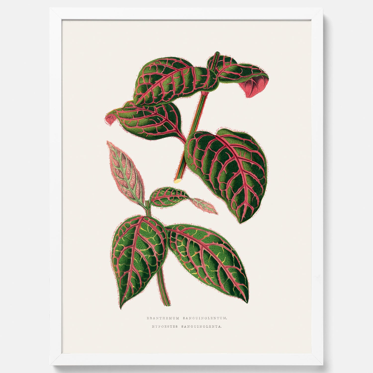 En vintageposter med en illustration av Eranthemum