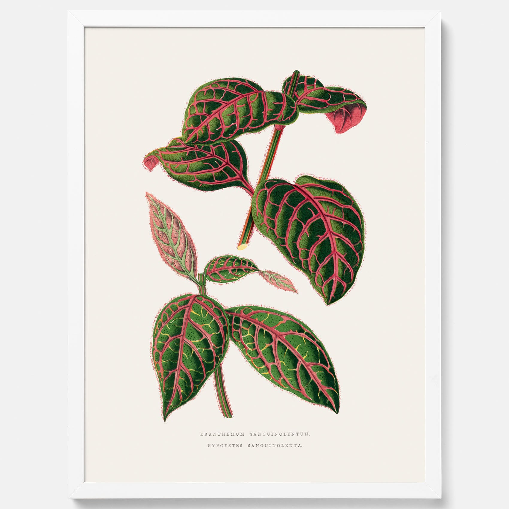 En vintageposter med en illustration av Eranthemum