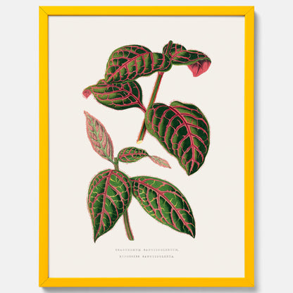 En vintageposter med en illustration av Eranthemum