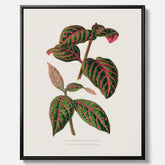 En vintageposter med en illustration av Eranthemum på canvas