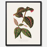 En vintageposter med en illustration av Eranthemum