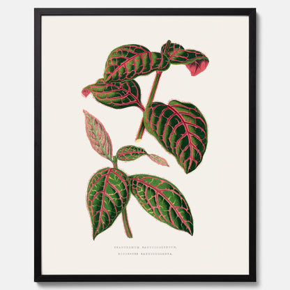 En vintageposter med en illustration av Eranthemum