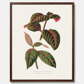 En vintageposter med en illustration av Eranthemum