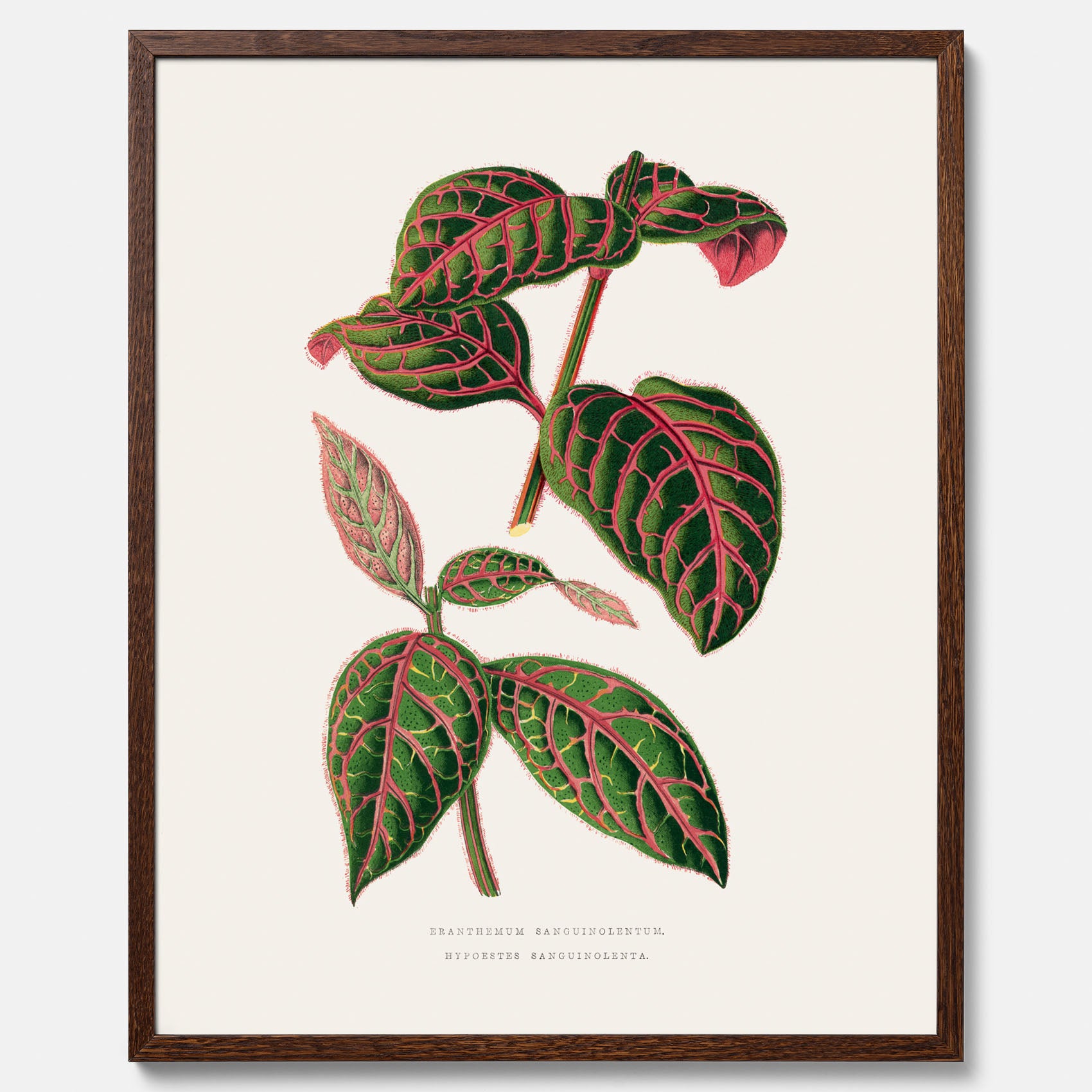 En vintageposter med en illustration av Eranthemum