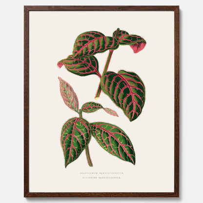 En vintageposter med en illustration av Eranthemum