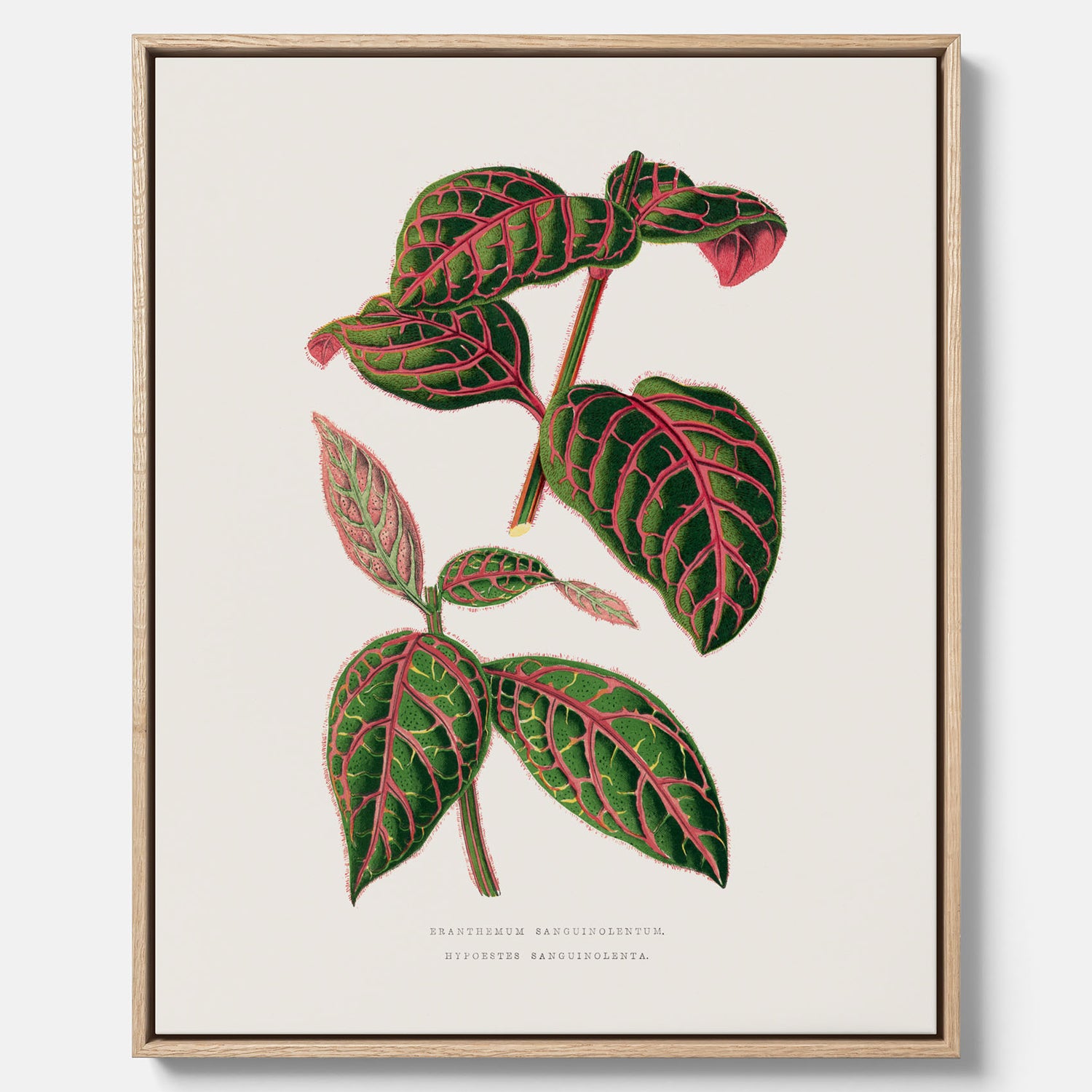 En vintageposter med en illustration av Eranthemum på canvas