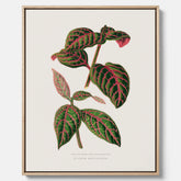 En vintageposter med en illustration av Eranthemum på canvas