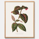 En vintageposter med en illustration av Eranthemum