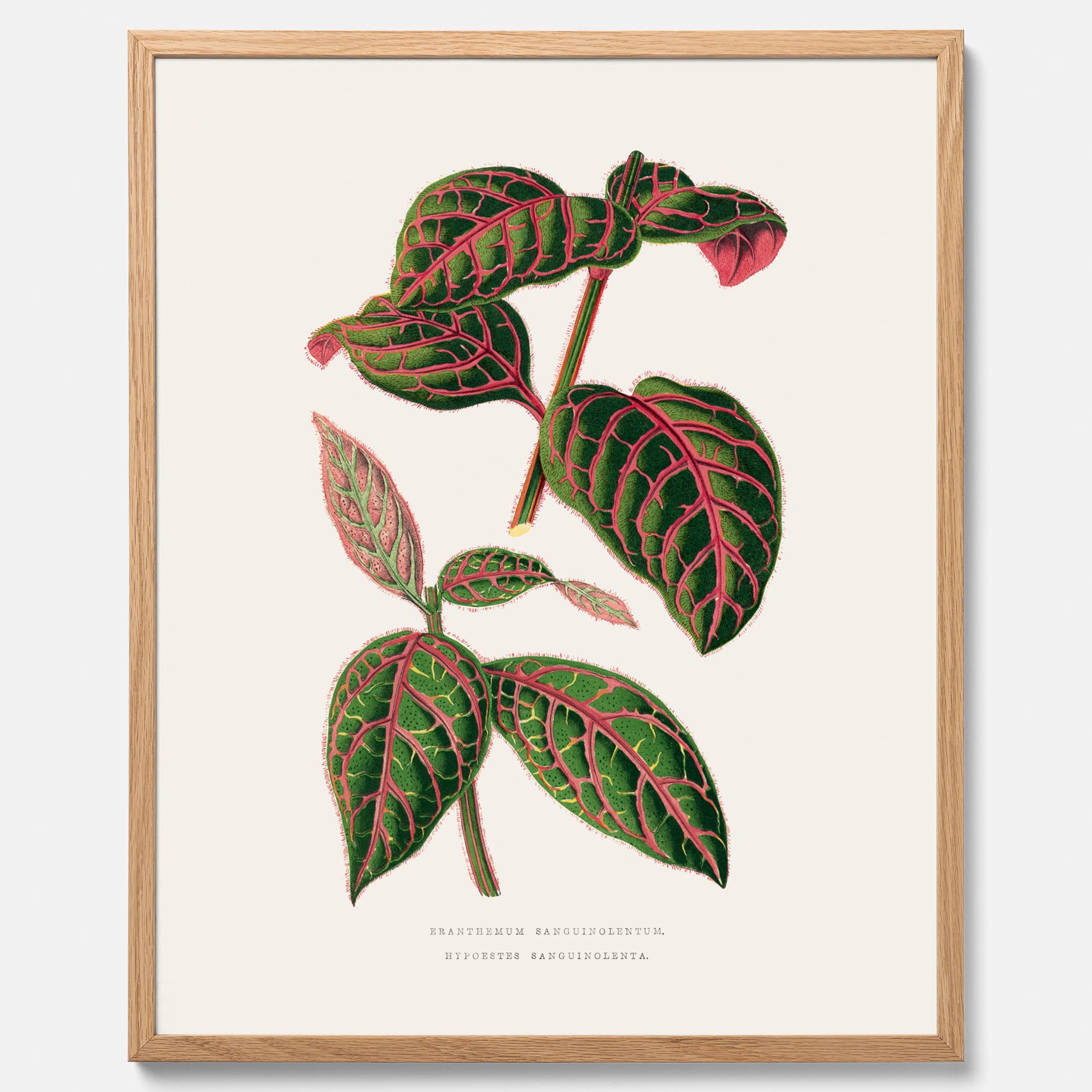 En vintageposter med en illustration av Eranthemum