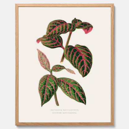 En vintageposter med en illustration av Eranthemum