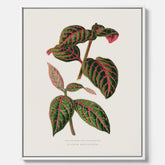 En vintageposter med en illustration av Eranthemum på canvas