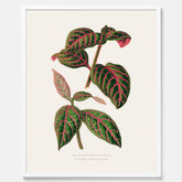En vintageposter med en illustration av Eranthemum