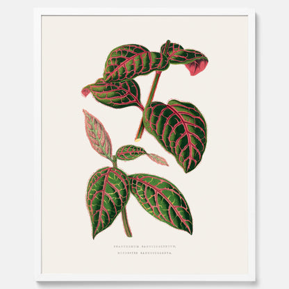 En vintageposter med en illustration av Eranthemum