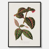 En vintageposter med en illustration av Eranthemum på canvas