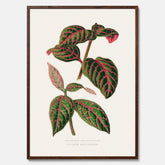 En vintageposter med en illustration av Eranthemum
