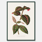En vintageposter med en illustration av Eranthemum