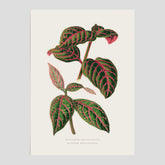 En vintageposter med en illustration av Eranthemum
