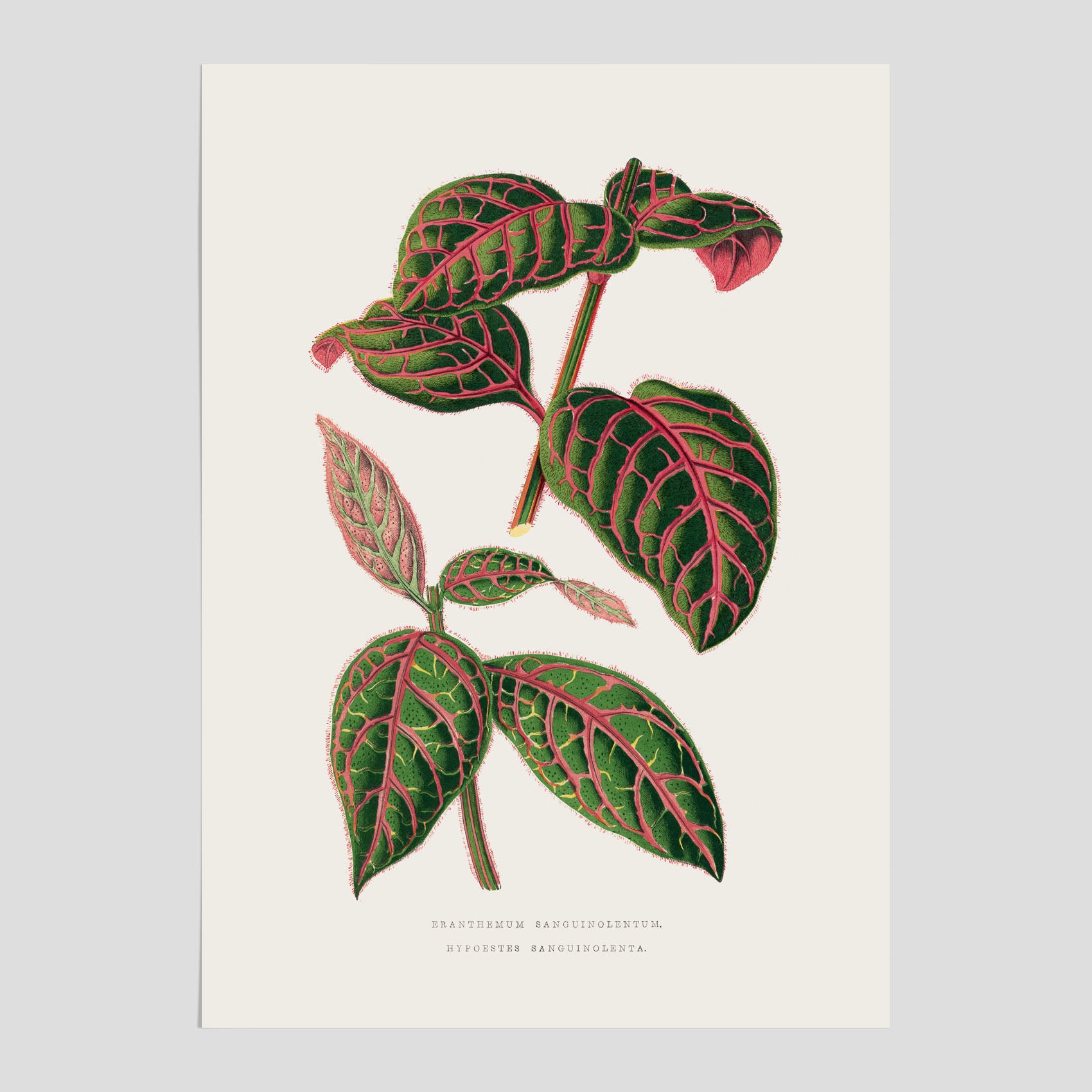 En vintageposter med en illustration av Eranthemum