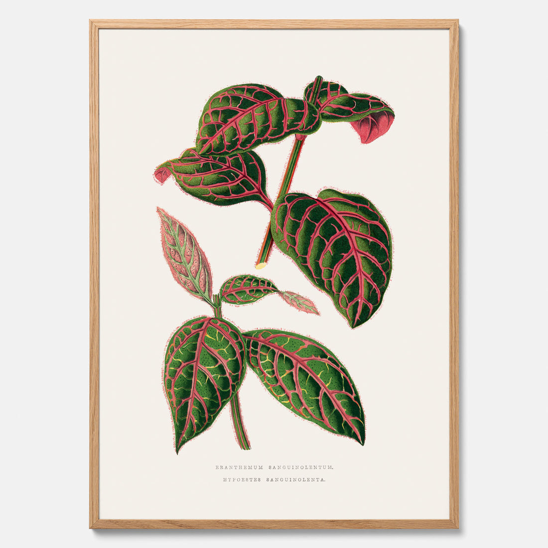 En vintageposter med en illustration av Eranthemum